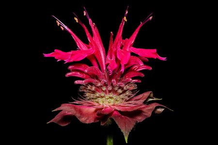 Macro monarda balm