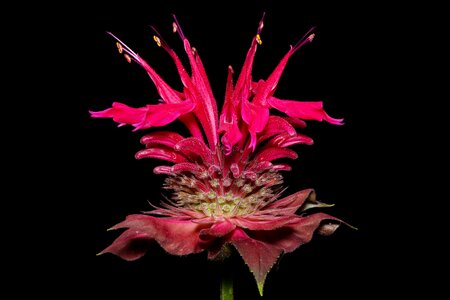 Macro monarda balm photo