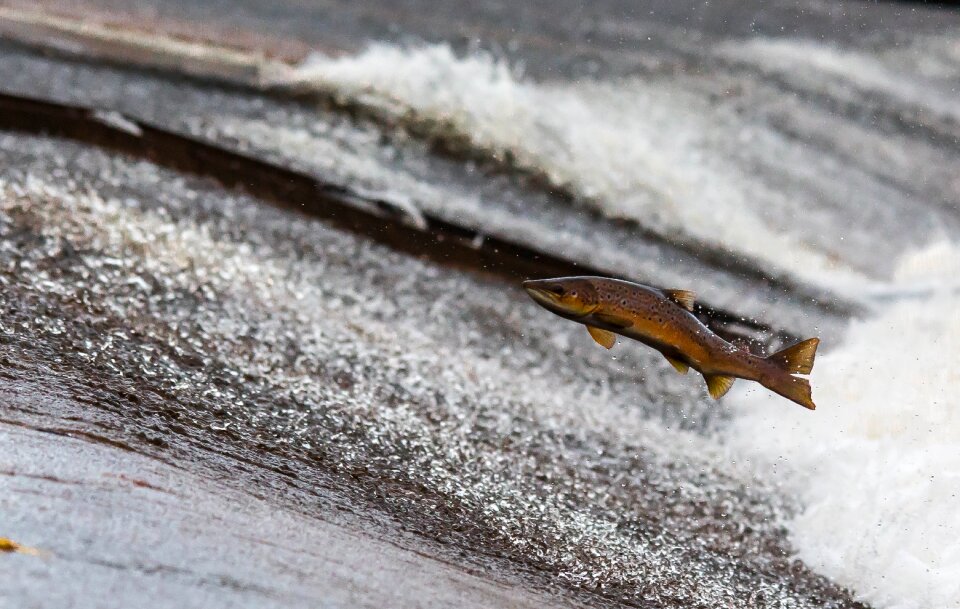 Jump upstream gray fish