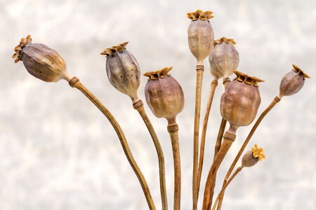 Dry flowers autumn photo