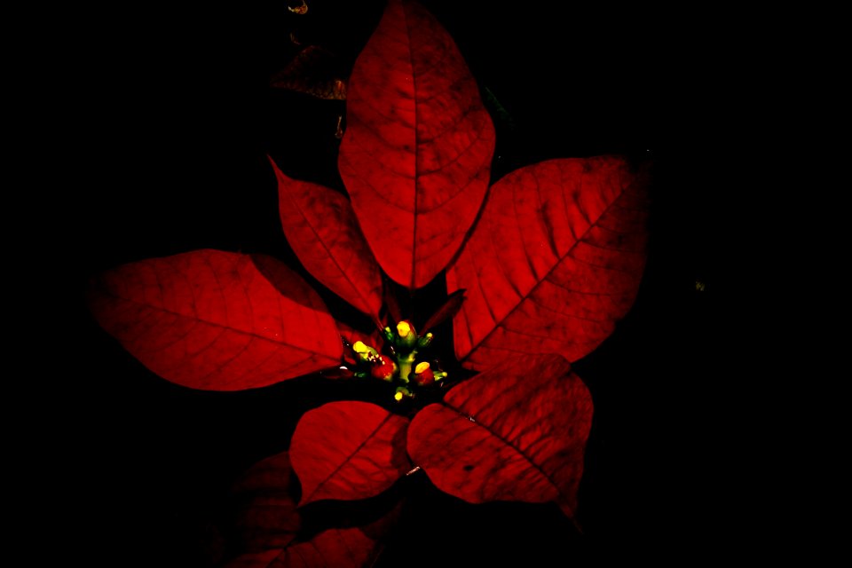 FLOR VERMELHA