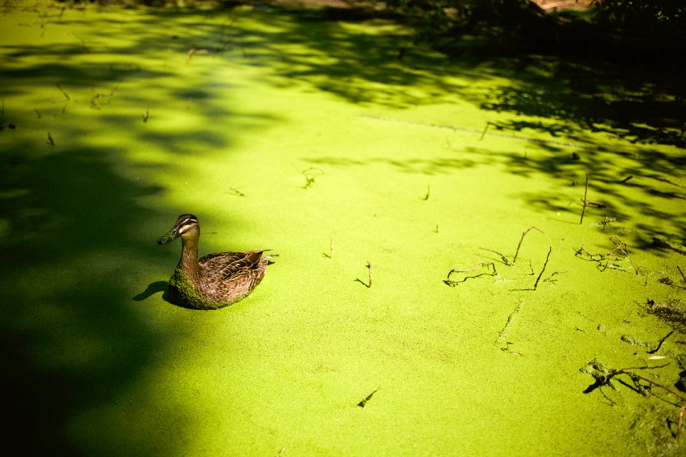 Willowbank Wildlife Reserve