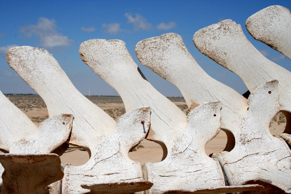 A Whale of a Bone