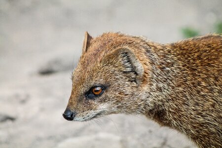 Fur coat french toast portrait