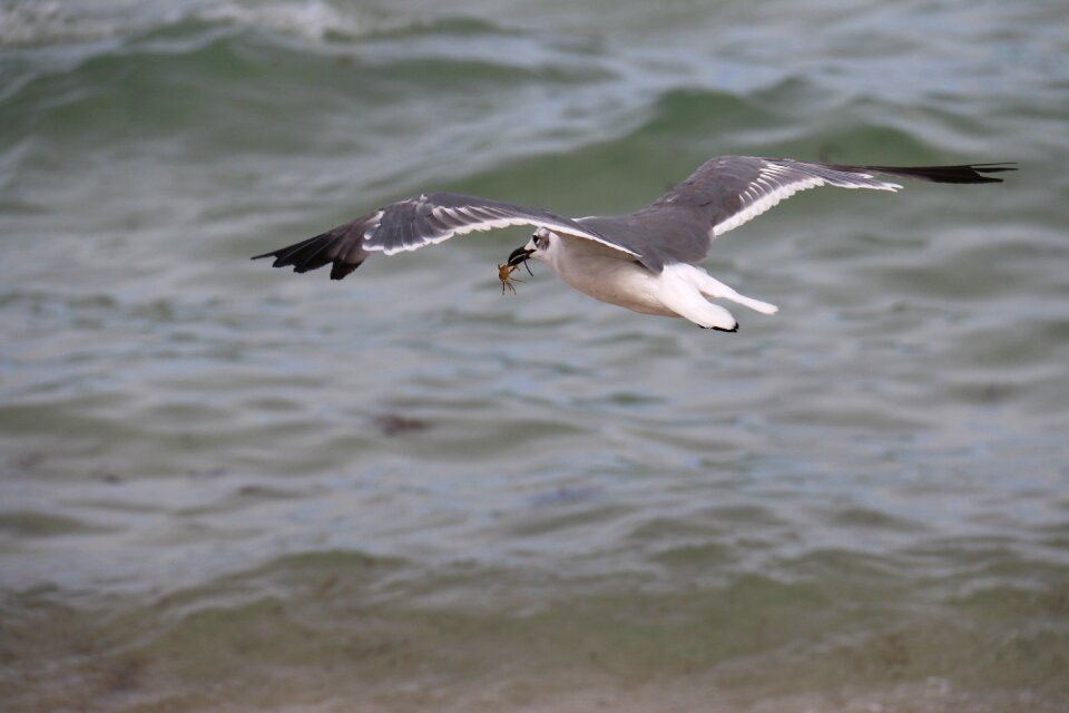 Beach birds nature