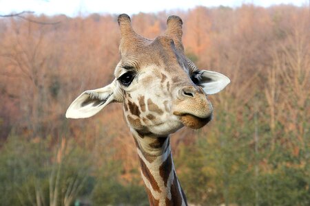 Mammal nature african