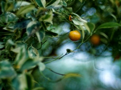 Calamondin photo