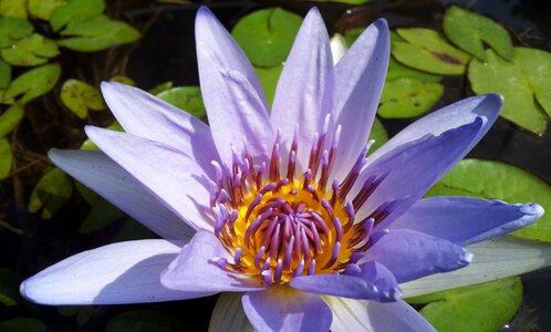 Lotus plant purple
