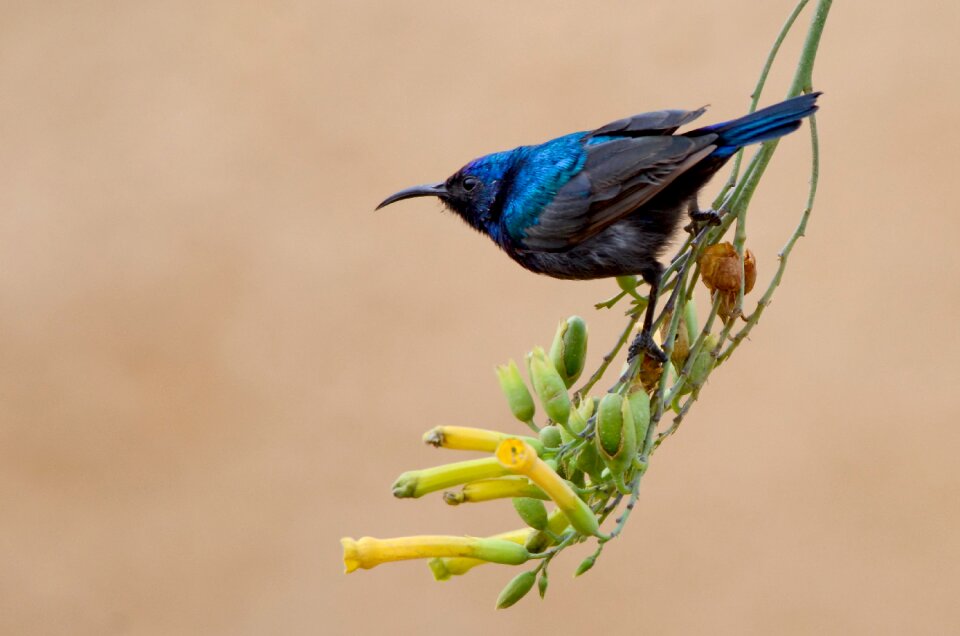 Blue black wildlife