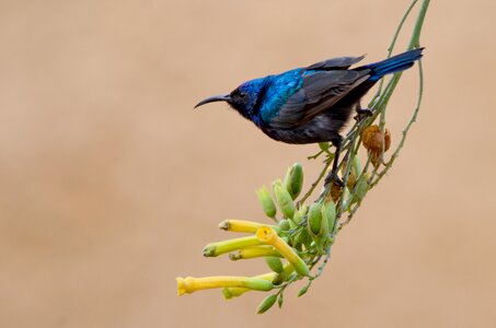 Blue black wildlife