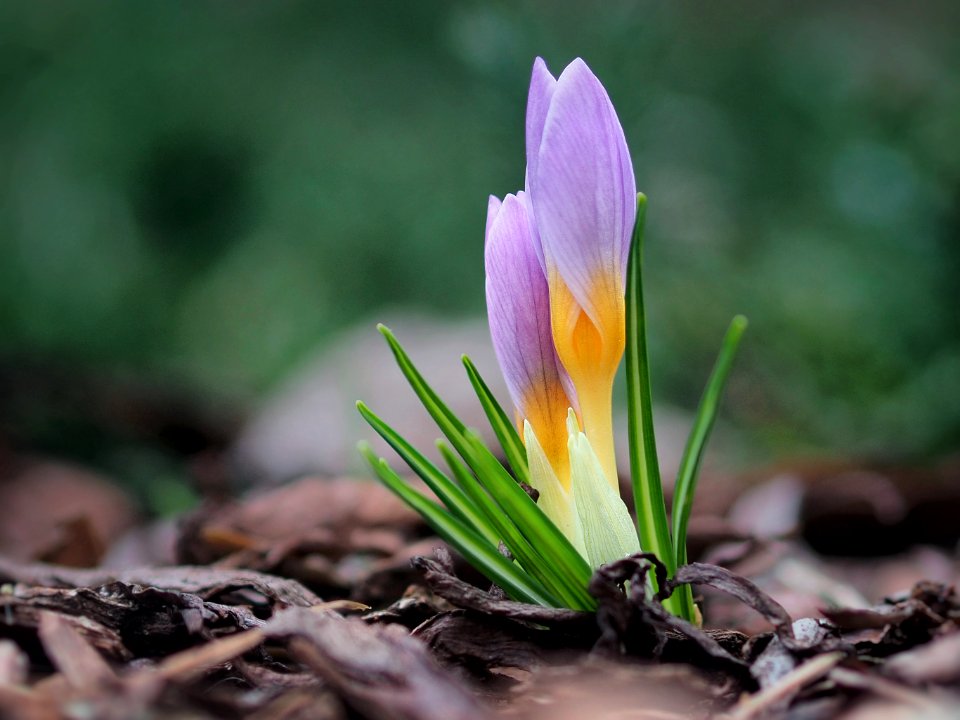 Crocuses