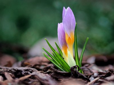 Crocuses photo