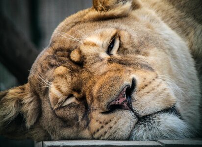 Desert king of animals mood photo