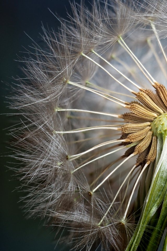 Dandelion