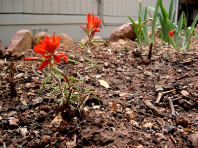 Paintbrush Transplant