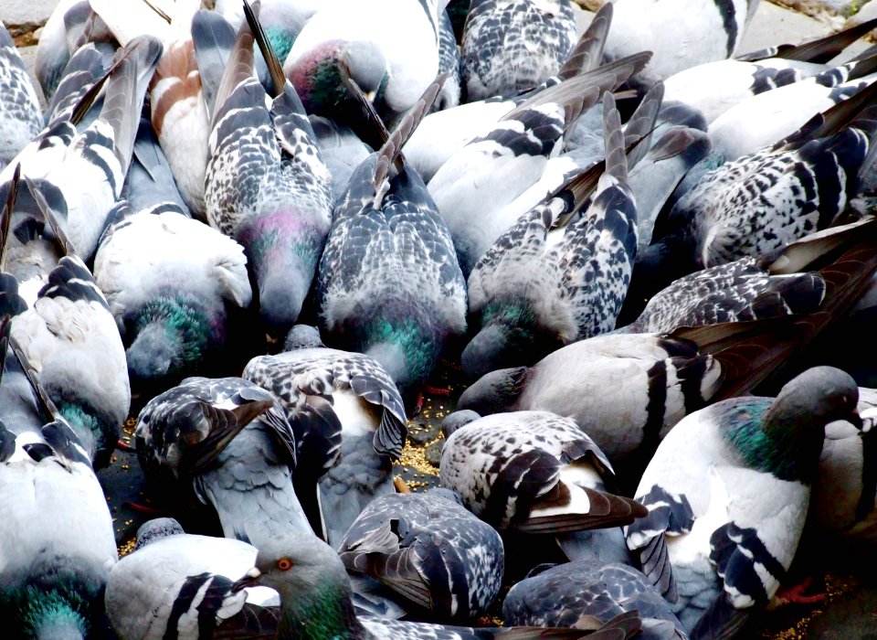Doves in Rome Italy Roma - Creative Commons by gnuckx