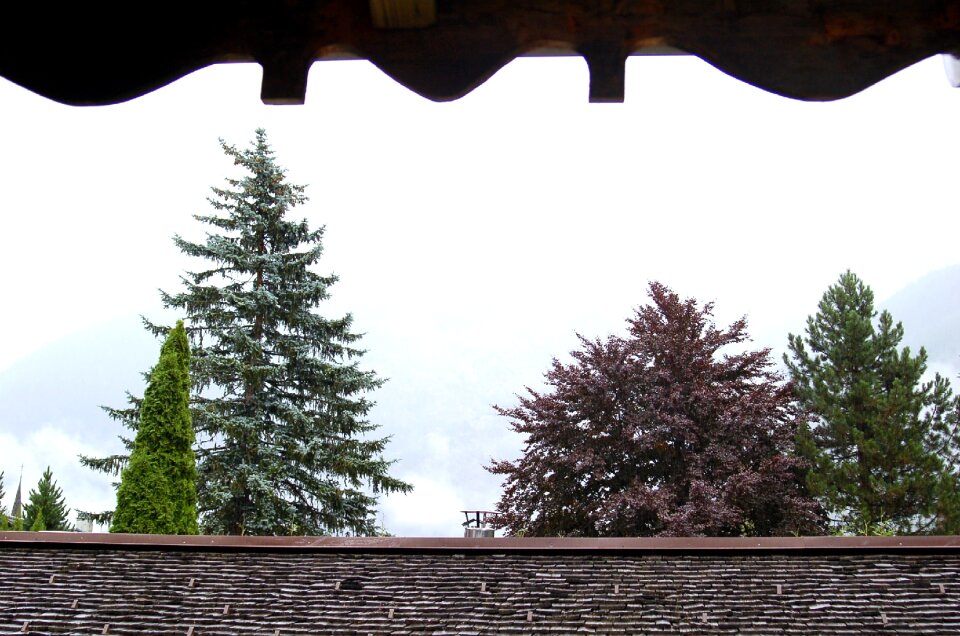 Texture landscape trees