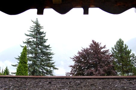 Texture landscape trees
