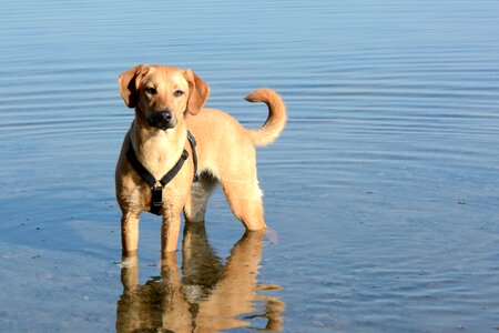 Hybrid animal portrait brown photo