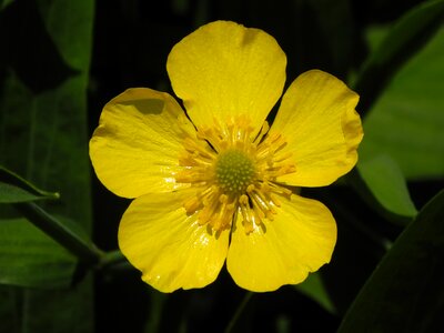 Yellow summer wild flower photo