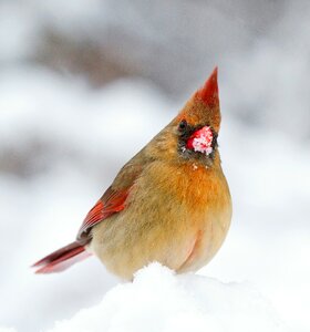Winter snow wildlife photo