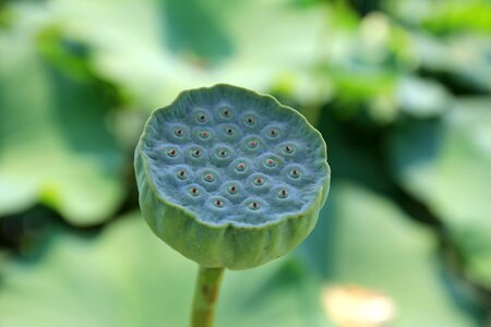 Fruit seed nature