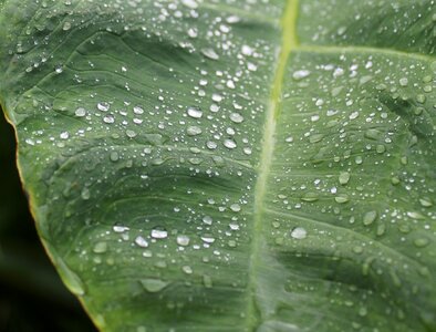 Plant leaf water photo