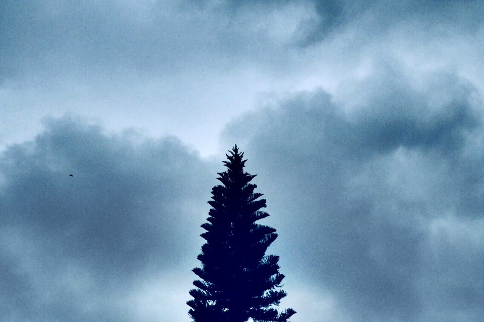 #Holidays !! #tree #Christmas