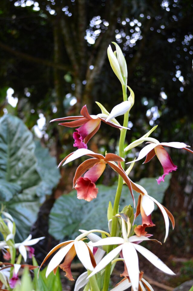 Orchid flowering plant