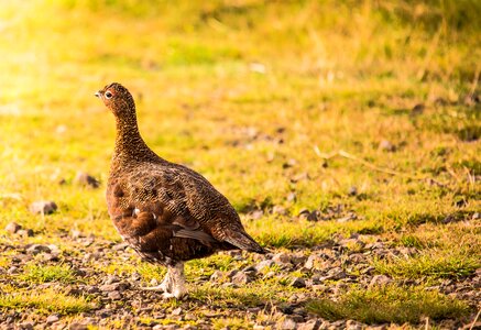 Bird wildlife birdwatching