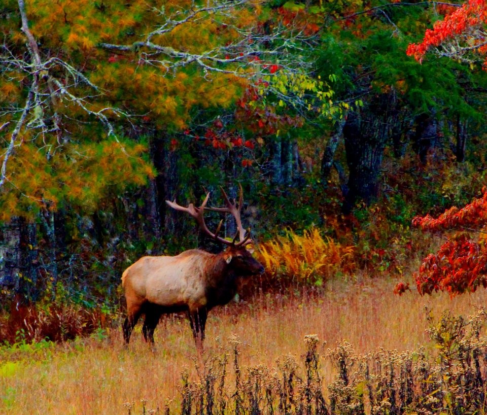 Edge Of The Forest