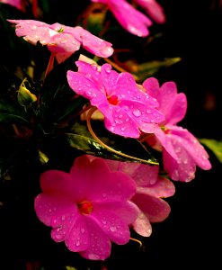 Rain & Bright Pink photo