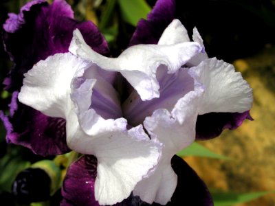 More Irises from Strawberry