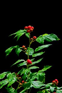 Ripening Berries