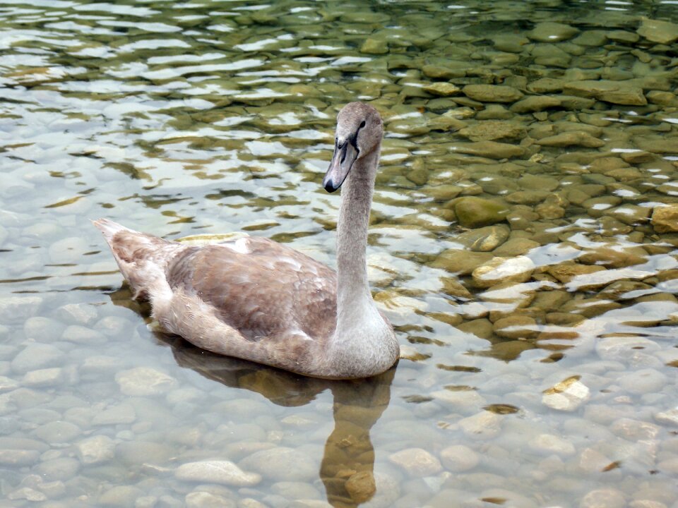Bird swan young nature
