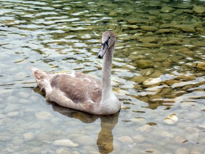 Bird swan young nature
