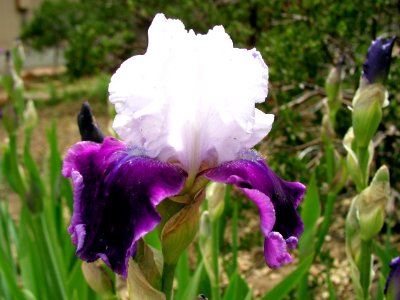 Mutant Irises from Strawberry photo