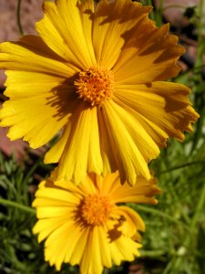 Spring Flowers From Strawberry