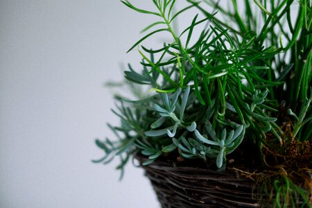 Green wicker decoration