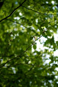 Leaves catching sum light