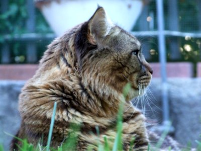 Maine Coon - Chimsky - Creative Commons by gnuckx