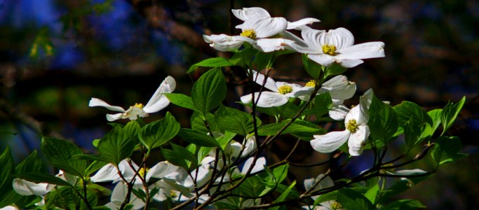 White Dogwood And Sun