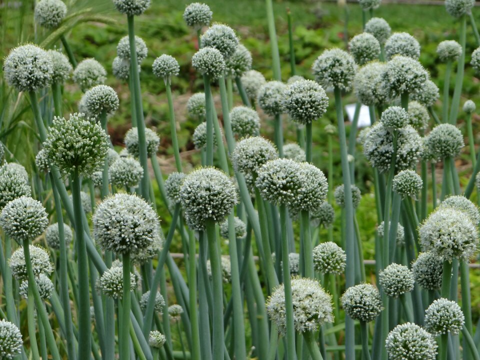 Flower garlic blossom