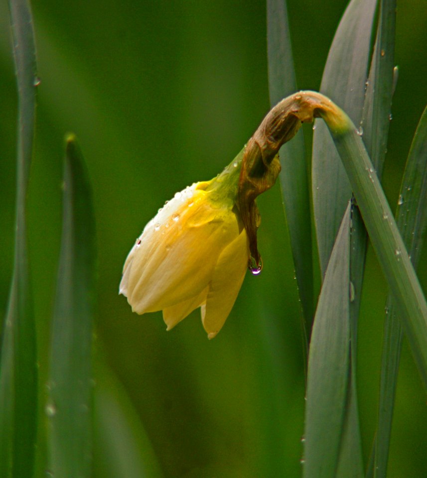 Tears  Of A Flower  (Explored)