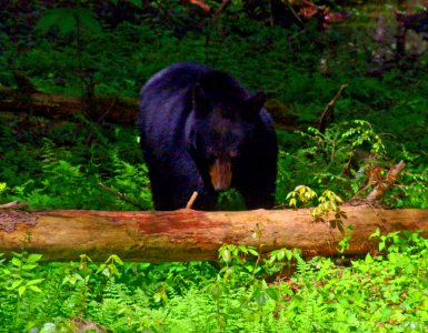 Foraging Black Bear