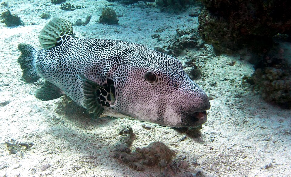 Underwater world meeresbewohner fish photo