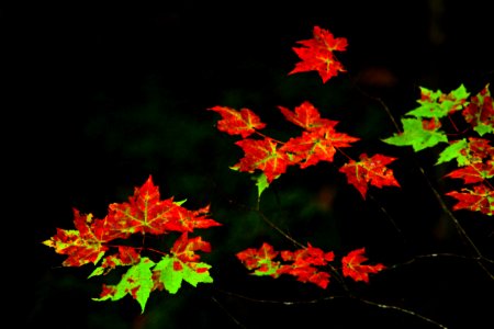 Telephoto Fall  2