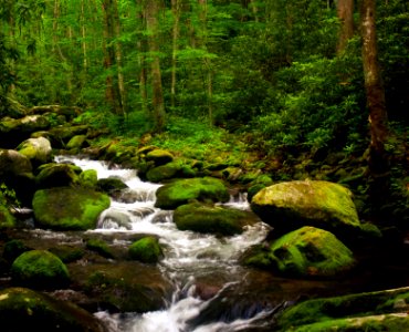 Mountain Stream And Forest photo