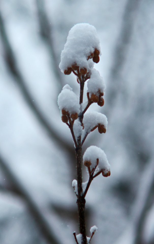 Snowstorm