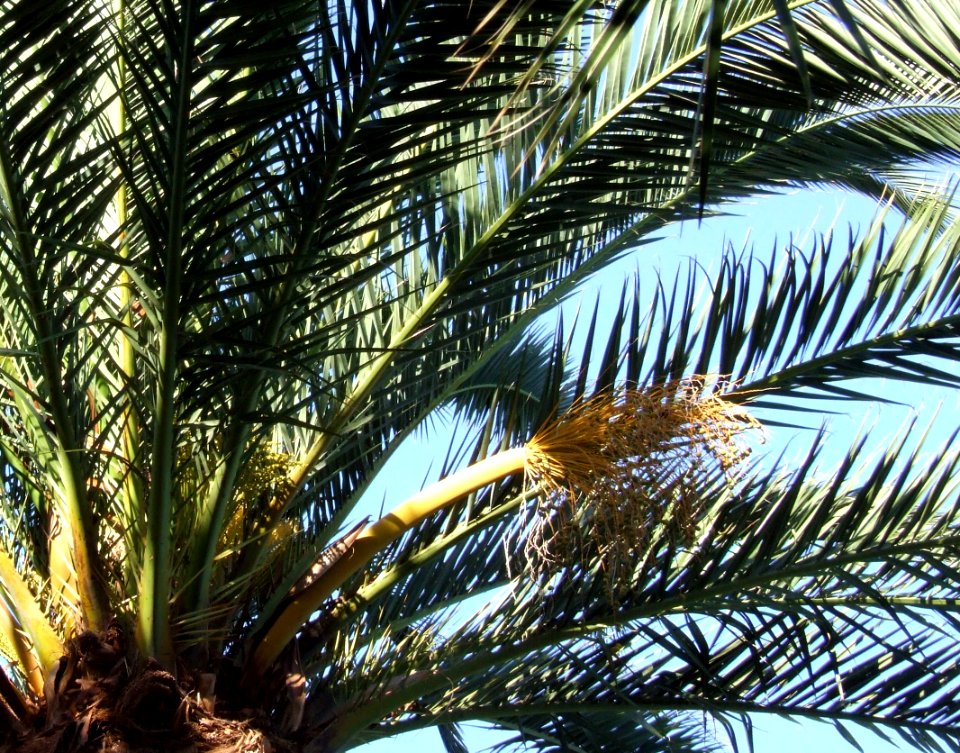 Italy-San Gregorio di Catania - Creative Commons by gnuckx